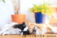 鼻ぺちゃ展 2020 in 松本