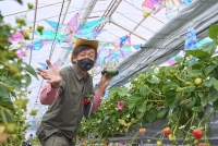 オズの国のストロベリーハント　イメージ