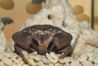 スベスベマンジュウガニ