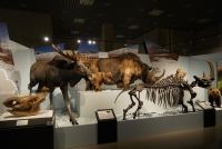 氷河期展_内覧会_022 展示エリア広域