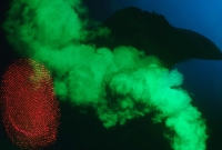 「烏・夢遊飛行」(1980年)© Masahisa Fukase Archives