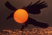 「烏・夢遊飛行」(1980年)© Masahisa Fukase Archives