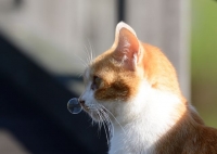あおいとり　鼻提灯ねこ