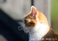 猫の合同写真&物販展「ねこ休み展」in 静岡パルコ