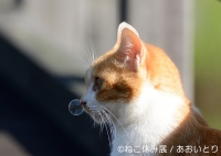 ねこ休み展 in ⾹港 