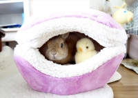 うさぎしんぼる展 in 名古屋