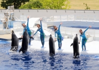 イルカLIVEきいて音(ネ)