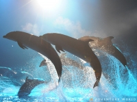 ナイトアドベン NIGHT ADVEN