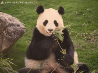 ナイトアドベン NIGHT ADVEN