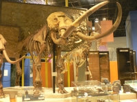 ナウマンゾウ（オス）全身骨格＜神奈川県立生命の星・地球博物館蔵＞