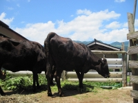 集落で飼育している但馬牛