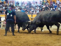 宇和島伊達400年祭記念闘牛大会
