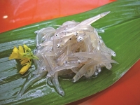 しらす イメージ