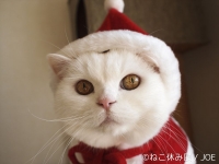 「ねこ休み展」 in  広島