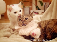 「ねこ休み展」  in  福岡