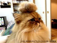 ねこ休み展スピンオフ企画「まるごとふーちゃん展」in 大津パルコ