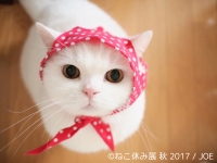 ねこ休み展 秋 2017