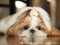 鼻ぺちゃ展 in 名古屋