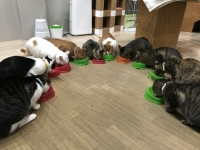 ネコビル男祭り~来れメンズ!~