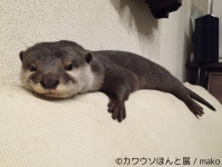 カワウソほんと展