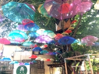 傘の森