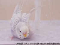 鳥物語トリストーリー展 2020