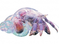 アクアスケスケ生体展示