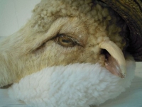 かわの ゆき 【画像提供:フリュウ・ギャラリー】