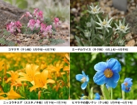 天空の花さんぽ