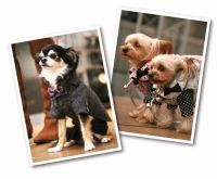 ドッグファッションショー