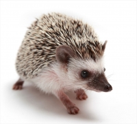 ヨツユビハリネズミ ※写真はイメージです