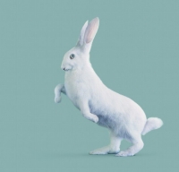 ©Vincent Fournier - RABBIT [Oryctolagus cognitivus] Very intelligent rabbit.