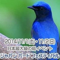 ジャパン・バード・フェスティバル2014