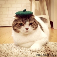 「ねこ休み展」 in  広島