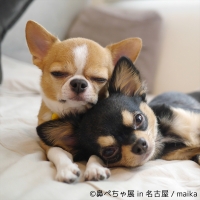 鼻ぺちゃ展 in 名古屋