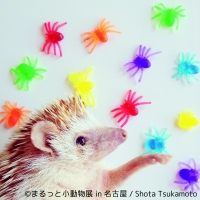 まるっと小動物展 in 名古屋