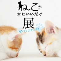 ねこがかわいいだけ展