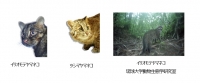 日本のヤマネコ