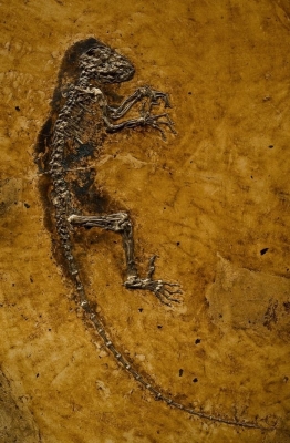 特別展『生命大躍進』