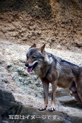 Koutzoulan (Most Terrible Wolf day)