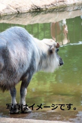 カラバオ祭り（水牛祭り）～水牛だってオシャレしたい。水牛が主役のお祭り～