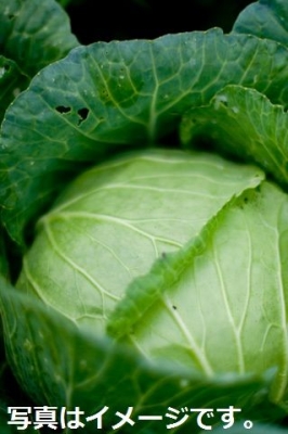 アラスカステートフェア（Alaska State Fair）：アメリカ