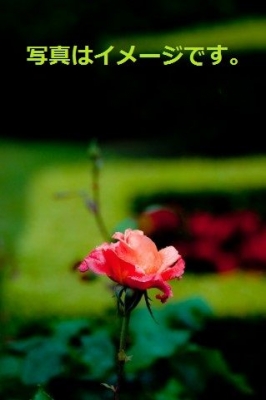 第23回ハンプトン・コート・パレス・フラワー・ショー（RHS Hampton Court Palace Flower Show）：イギリス