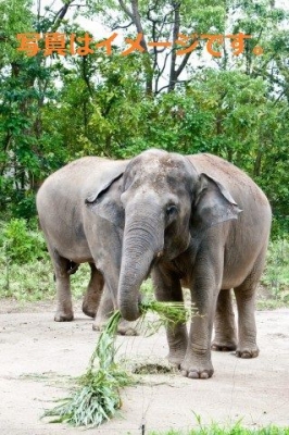 キングス カップ エレファント ポロ(King's Cup Elephant Polo)：タイ