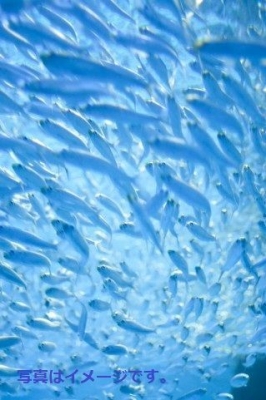 青網祭り（Fete des Filets Bleus）：フランス