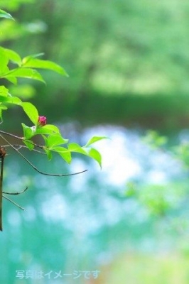 メルビッシュ湖上音楽祭（Seefestspiele Mörbisch）：オーストリア