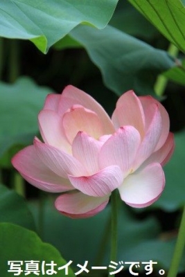 蓮投げセレモニー　ラップブア（Rub Bua Festival）：タイ