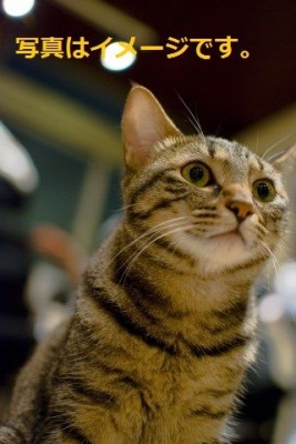 ‘猫祭り’クチンフェスティバル（Kuching Festival）：マレーシア