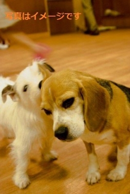 サン・ロケ祭り（Fiesta de San Roque）：ボリビア