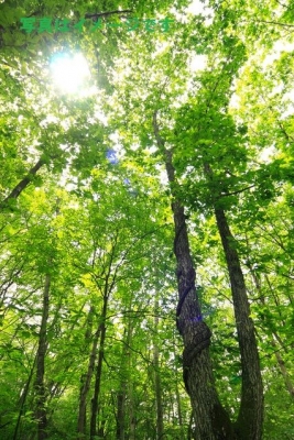 ロビン・フッド・フェスティバル（The Robinhood Festival）